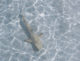 Shark in Maldives lagoon