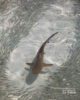 Young Black Tip Shark learning to hunt. Maldives