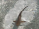 Young Black Tip Shark learning to hunt. Maldives