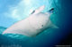 come to swimm and meet the mantas with Manta Trust in Hanifaru BAy MAldives