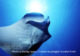 Diving with Mantas at Manta Point. One of the Dive Site of North Male Atoll Diving with Mantas at Manta Point. One of the Dive Site of North Male Atoll