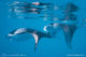 School of Manta rays in Hanifaru bay