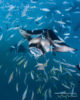 Snorkeling with Mantas at Hanifaru Bay Amilla