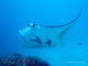 manta ray huruvalhi