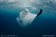 manta swimming in hanifaru baa atoll