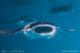Manta rays feeding on plankton with open mouth at Hanifaru Bay