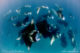 Hanifaru largest known aggregation for reef manta rays in the world. School of manta rays