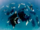 guide to Hanifaru Bay and Manta rays