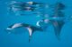 Nautilus Maldives swimming with manta rays