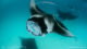 line of manta rays at Hanifaru maldives