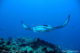 manta ray milaidhoo maldives hanifaru