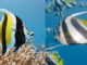 moorish idol comparison with schooling bannerfish