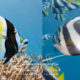 moorish idol comparison with schooling bannerfish