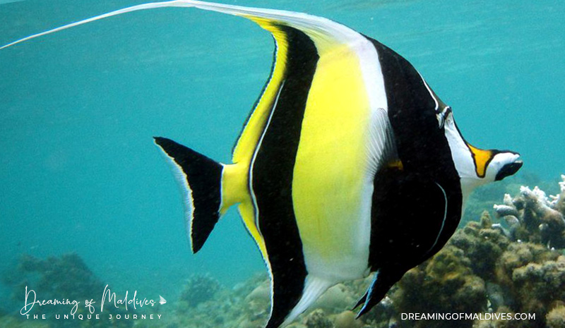 Moorish Idol a common fish in the maldives