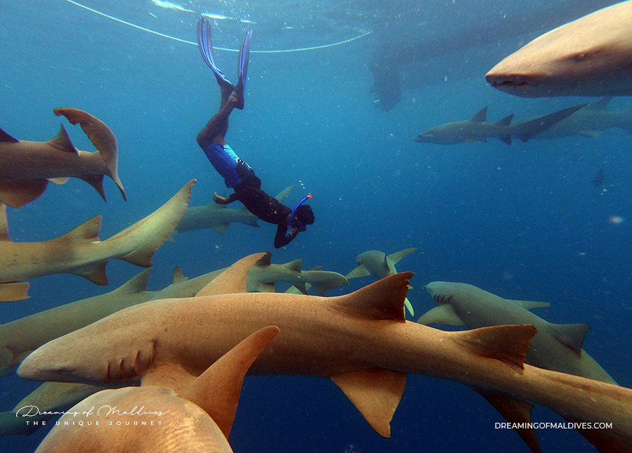 diving with a pack of nurse sharks Maldives, South Male Atoll