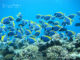 common fishes in maldives Powder blue surgeonfish 