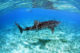 Whale shark protection maldives