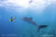 radisson BLU Maldives best maldives resort swim with Whale shark south ari atoll SAMPA