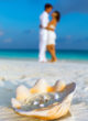 Wedding rings in a shell on a Maldives beach. A typical setting