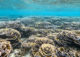 Rose coral garden at Soneva Fushi BAa atoll