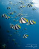 Schooling Bannerfish Maldives
