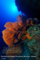 sea-fans-diving-filitheyo