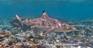 Black Tip Reef Shark ...A common encounter in Maldives Black Tip Reef Shark ...A common encounter in Maldives