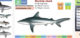 App - Sharks and Ray Identification Guide