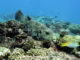 Box Fish - Diving at Six Senses Laamu - Laamu Atoll Maldives
