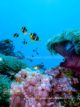 Clown Fishes - Snorkeling at Six Senses Laamu - Laamu Atoll Maldives