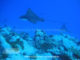 Eagle Rays - Diving at Six Senses Laamu - Laamu Atoll Maldives