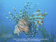 Lion Fish - Diving at Six Senses Laamu - Laamu Atoll Maldives