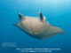 Manta - Diving at Six Senses Laamu - Laamu Atoll Maldives