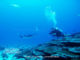 Diving with Mantas - Diving at Six Senses Laamu - Laamu Atoll Maldives