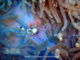 A Schrimp - Diving at Six Senses Laamu - Laamu Atoll Maldives A Schrimp - Diving at Six Senses Laamu - Laamu Atoll Maldives