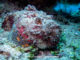Stone Fish - Diving at Six Senses Laamu - Laamu Atoll Maldives