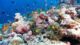 Snorkeling Kudadoo maldives house reefs corals