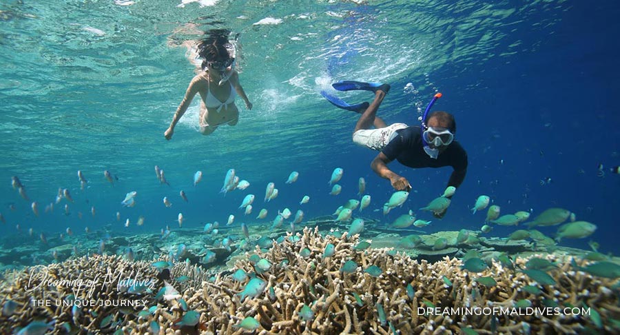 Snorkeling with an Octopus, Cheval Blanc Randheli, Maldives