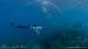 snorkeling swimming manta rays hanifaru 