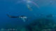 snorkeling swimming manta rays hanifaru