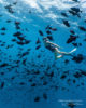 Snorkeling at Amilla Maldives