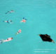 Snorkeling with Mantas around Dhigurah island maldives