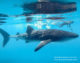 snorkeling with a whale shark in SAMPA area Dhigurah island south ari atoll maldives