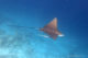 Diving with eagle rays in Baa Atoll © Anantara Kihavah