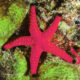 Nemo Real life Peach starfish in Maldives