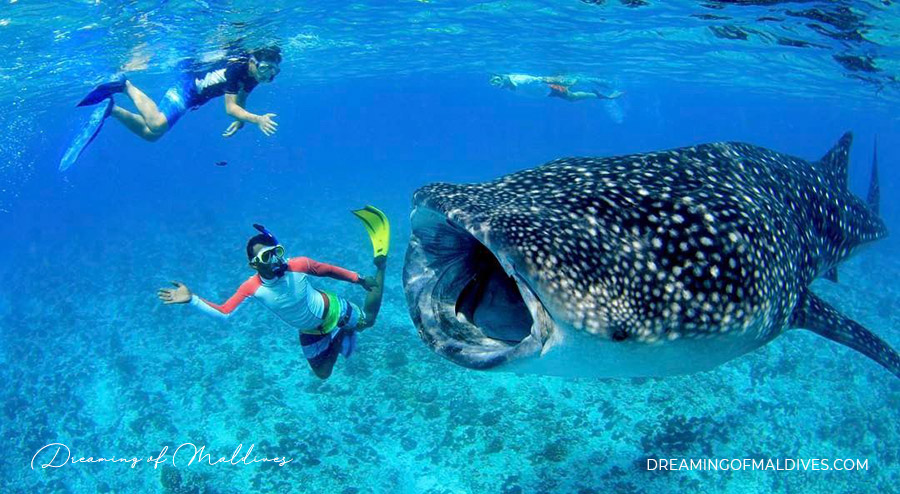 Sun Island best maldives resort swim with Whale shark south ari atoll SAMPA