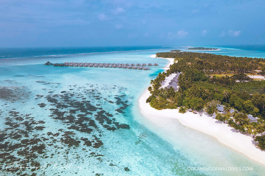 Swim With Whale Sharks In Maldives. Make Your Dream come true 32 Sun Island south ari atoll whale shark best resort