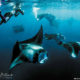 Swim with Manta Rays at The Nautilus Maldives