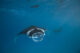 Swim with Manta Rays at Kudadoo Maldives Private Island