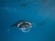 Swim with Manta Rays at Kudadoo Maldives Private Island